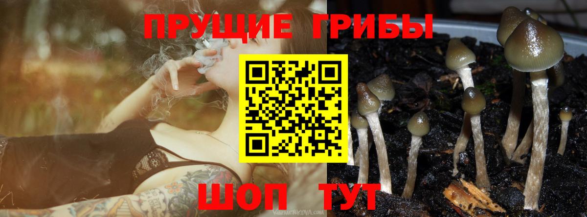 Галлюциногенные грибы Cubensis Кисловодск